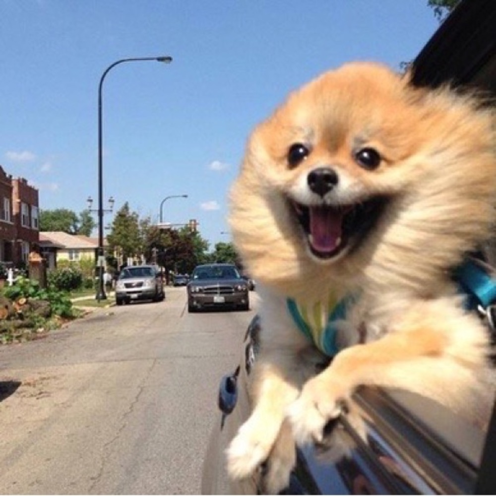 Meet your Posher, Lola